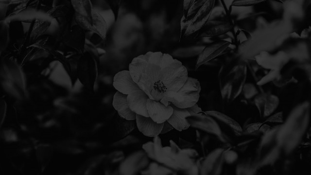 Spring Flower